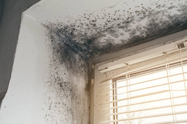 Affordable Mold Remediation solutions in Mercer Island, WA